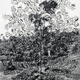 “Tree of monkey ancestors”